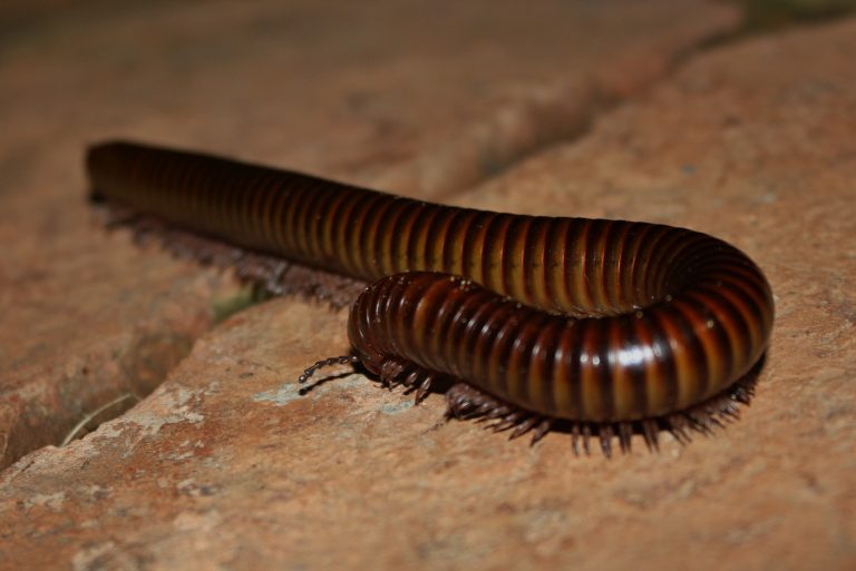 Centipedes And Millipedes In Thailand