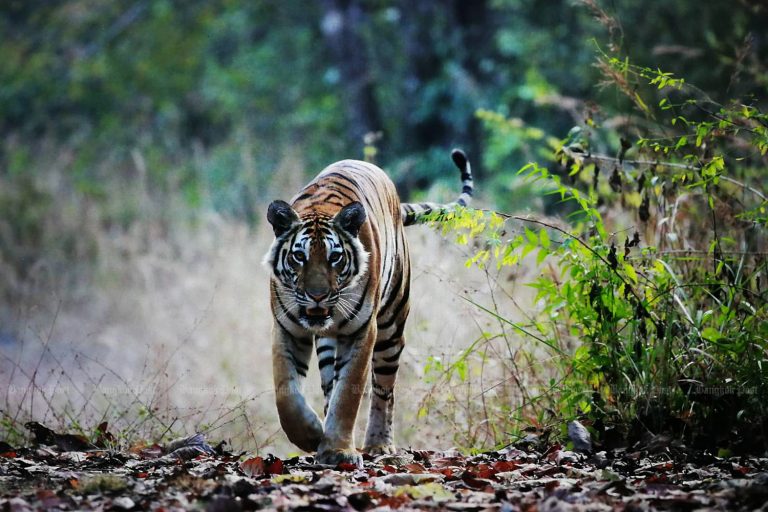 Thailand Has Highest Number Of Wild Tigers In Southeast Asia