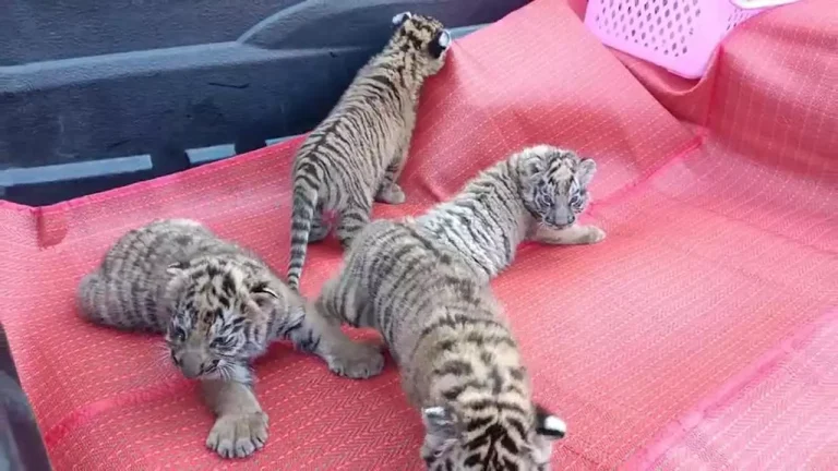 Police Seize Four Tiger Cubs In Northeast Thailand