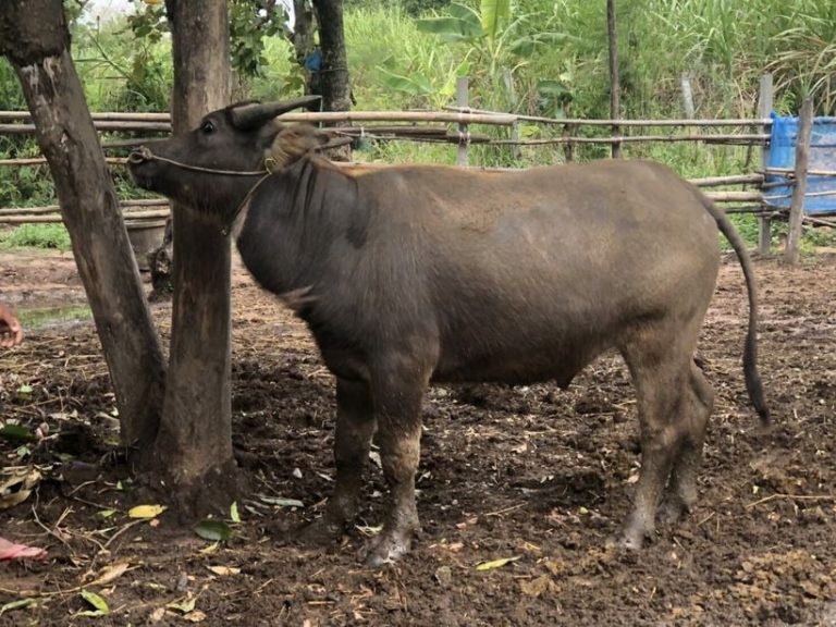 Police Auction Off Water Buffaloes Seized From Drug Dealer In Northeast Thailand