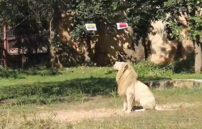 Lion In Northeast Thailand Makes First World Cup 2022 Predictions