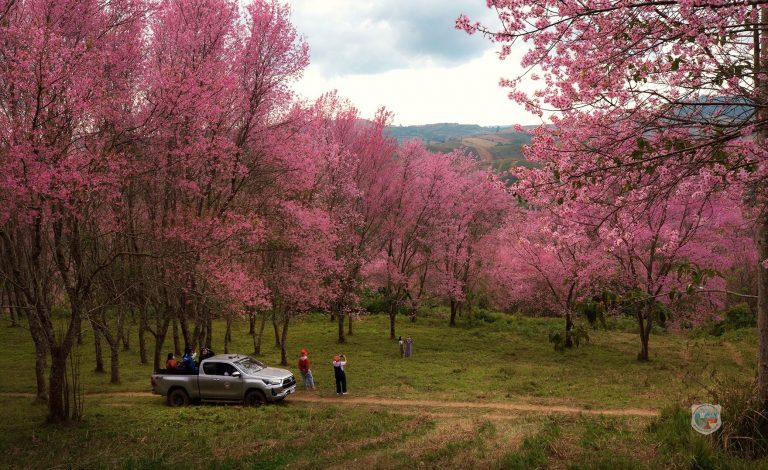 Himalayan Cherry Trees Bring Splash Of colour To Northeast