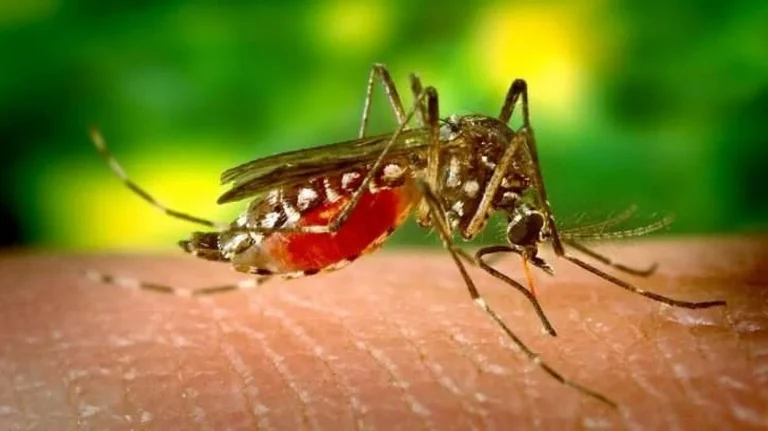 Mutant Mosquitoes A Growing Threat In Asia