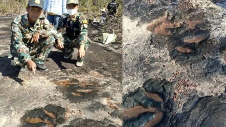 Dinosaur Footprints Found In Kalasin