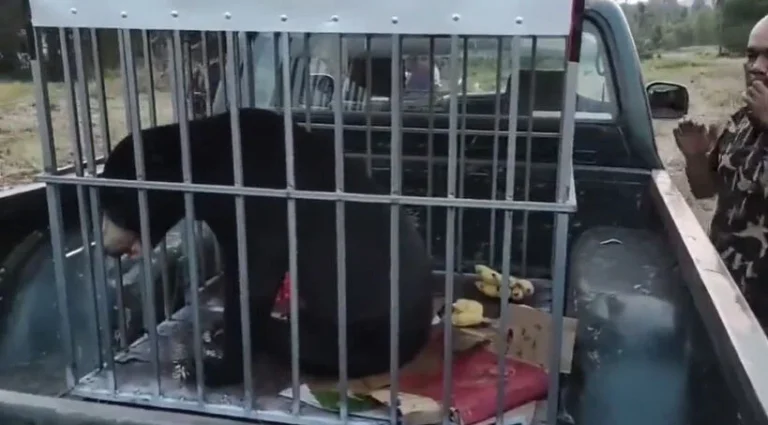 Bear Intrudes Village In Northeast Thailand