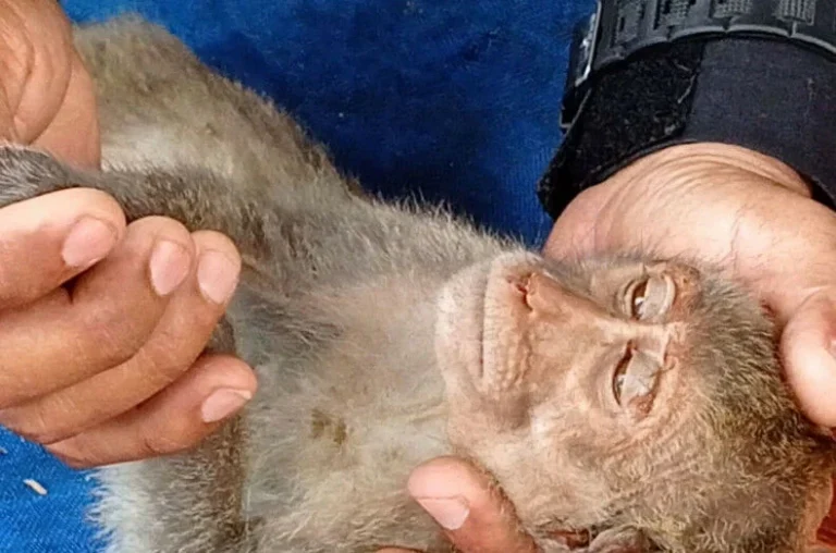 47 Macaques Found In Isaan Crammed In Plastic Cages For Chinese Medicine