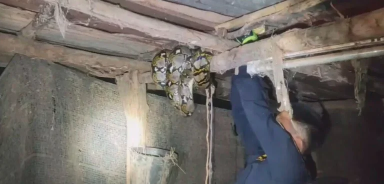 Scaly Thief Steals 100 Chickens And Ducks From Farm In Northeast Thailand