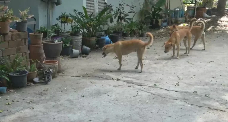 Dogs Block Snake From Entering Udon Thani Home