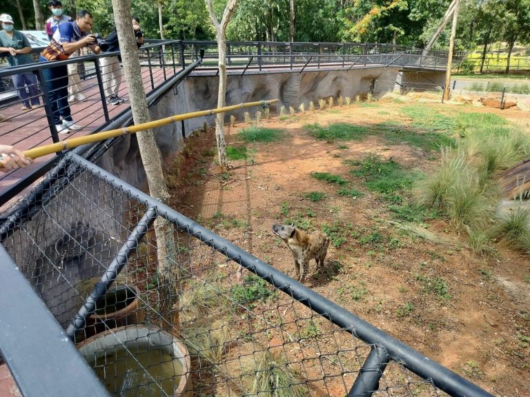 Korat Zoo’s New 25 Million Baht Spotted Hyena Enclosure Wows Visitors