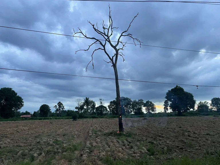 Unexpected Lightning Strike Takes Life Of Farmer In Chaiyaphum Province