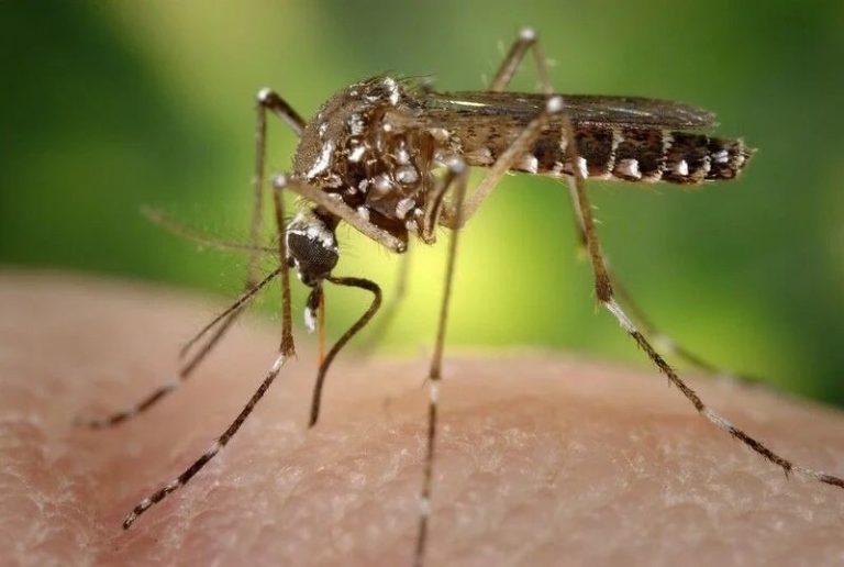 Biting Back: Thailand’s Dengue Battle Claims 33 Lives, Public Health Office Reveals