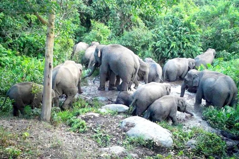 Wild Elephant Herd Caught On Camera In Dong Yai Wildlife Sanctuary