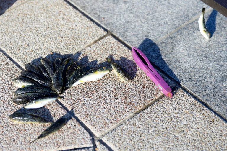 Thailand’s FDA Ramps Up Seafood Inspection Following Fukushima Wastewater Discharge