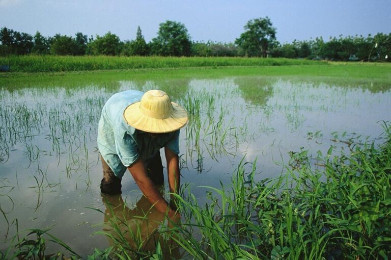 Melioidosis Outbreak In Thailand Claims Ten Lives, Farmers Urged Caution