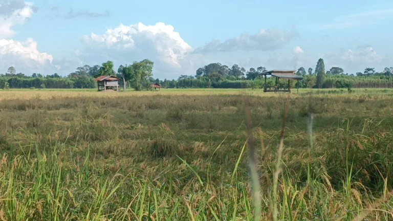 Northeast Thailand: Monsoon Season Wrecks Havoc On Paddy Fields, Farmers Scramble
