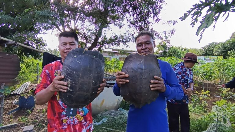Giant Turtle With Markings Resembling Thai King Found In Nakhon Ratchasima