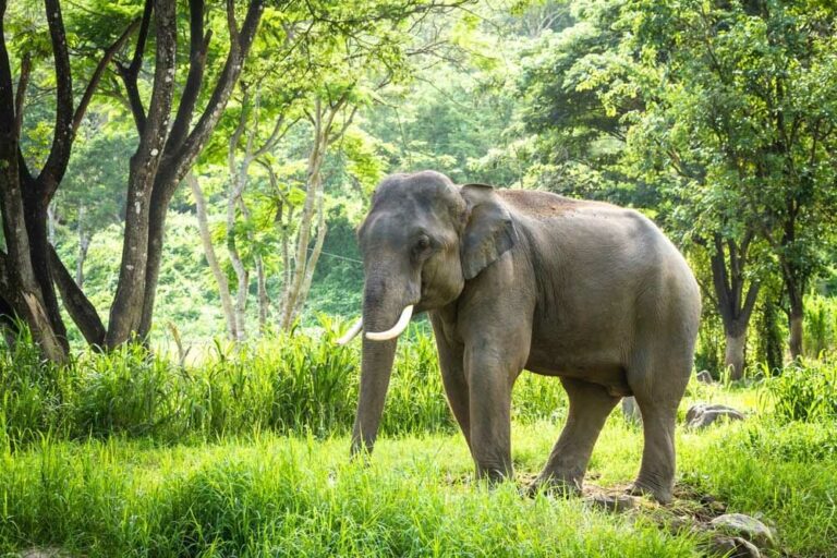 Fatal Elephant Attack In Thailand’s Buriram Province Claims Life