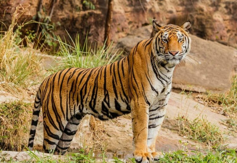 Thailand’s New Reserves To Boost Tiger Population