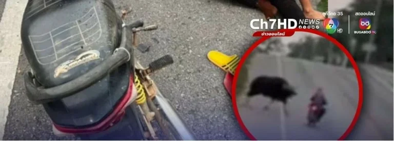 Northeast Thailand: Mother And Daughter Injured After Wild Bull Charged Their Motorcycle
