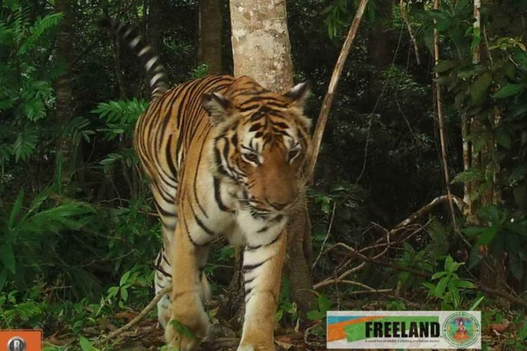 New Tiger Discovery In Province’s Forests Sparks Transboundary Patrol Theory